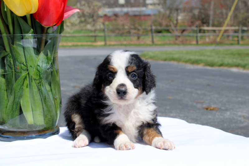 puppy, for, sale, Mini Bernedoodle F2, Matthew B. Stoltzfus, dog, breeder, Gap, PA, dog-breeder, puppy-for-sale, forsale, nearby, find, puppyfind, locator, puppylocator, aca